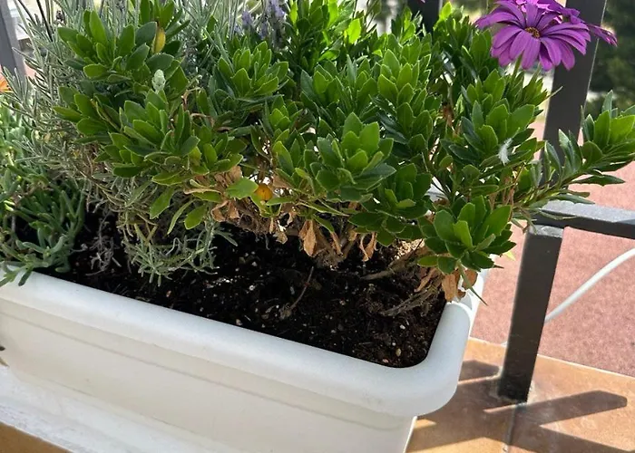 Beachfront Rooftop Haven studio in Playa de Aro Platja d'Aro (Playa de Aro)